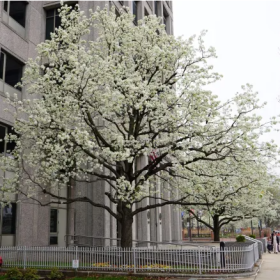 Tree with white blossoms on city street
