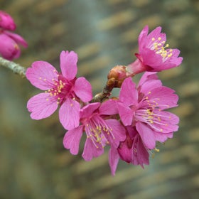 Pink cherry blossoms on a stem