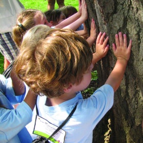 A group of young children put their hands on the trunk of a tree. 