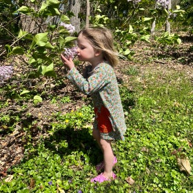 A young child in a floral dress holds lilacs in her hands and smells them.