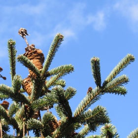 A close-up of needles and cones of a Greek fir (Abies cephalonica) tree.