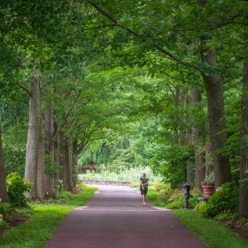 A person walks away from the camera on a paved path surrounded by large oak trees in a public garden. 