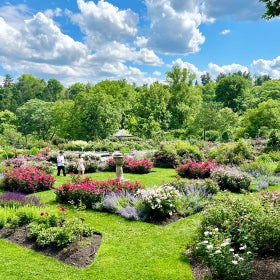 A rose garden in bloom on a sunny day with two people walking through it.