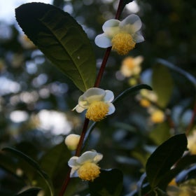 Three flowers with white petals and large yellow middles on a branch with large green foliage. 