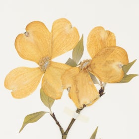 An herbarium specimen of a pressed flower. 