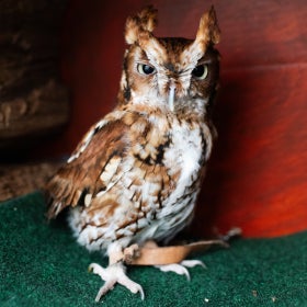 A small owl with brown and white feathers looking into the camera and standing on a green floor with a red wall in the background. 