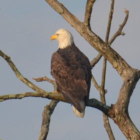 A bald eagle sitting on a branch with a blue-grey sky in the background. 