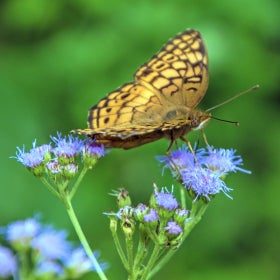 A fritillary butterfly with yellow and brown wings sipping nectar from purple flowers.