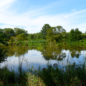 An outdoor natural area with a pond, trees, and plants on a sunny day. 