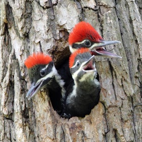 Three young pileated woodpeckers sticking their red, black, and white heads out of a hole in a tree. 