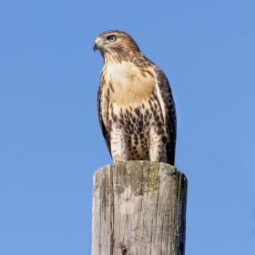 A red-tailed hawk with brown and white feathers sits atop of wood pole with a bright blue sky in the background. 