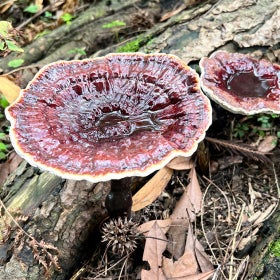 Two mushrooms filled with water grow at the base of a decaying hemlock tree. 