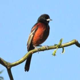 An orchard oriole with a red body and black wings and head perched on a branch with a blue sky in the background.