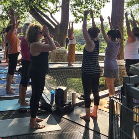 People in a yoga pose outside under a large tree