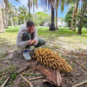 A young woman kneels outdoors in front of a palm inflorescence on the ground while inspecting a piece of it in her hands, surrounded by palm trees with a building in the background. 
