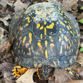 A large turtle with yellow markings and red eyes in a pile of dead brown leaves. 