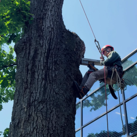 An arborist attached to a pulley system climbs a tree with a tool to assess any tree risks. 