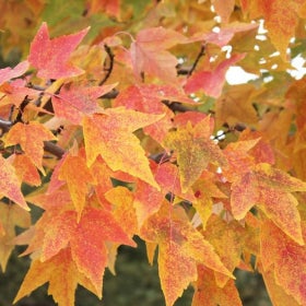 A close up of orange and red foliage on a trident maple tree. 
