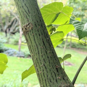 A closeup of a tree trunk with stripes running down it. 