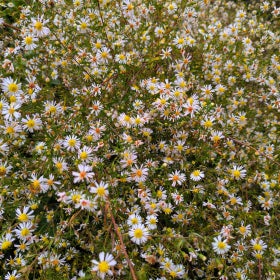 A close up of many small flowers with white petals and yellow centers. 