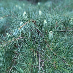 A close up of pine needles and cones. 