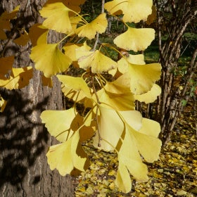 A close up of the bright yellow foliage of a Gingko biloba tree. 