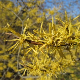 A close up of a bright yellow flower with thin ribbon-like petals growing on a brown branch. 
