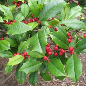 A close up on small red berries and bright green foliage with spikey leaves. 