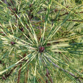 A close up of pine needles that have an alternating color of light to dark green. 