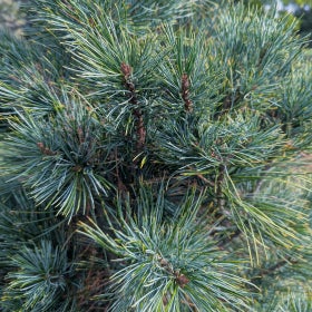 A close up of the pine needles on a Morris Blue Korean pine. 