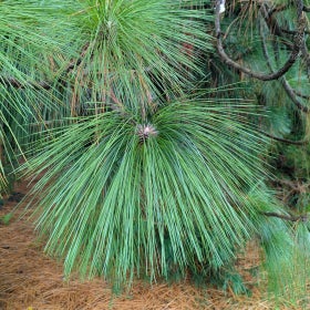 A close up of long pine needles growing in a bunch. 
