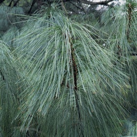 A close up of the pine needles of a Himalayan pine.