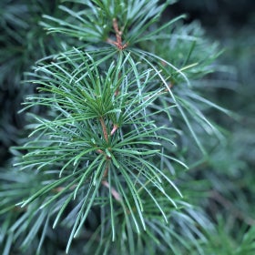 A close up of pine needles. 