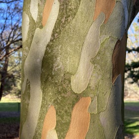 A close up of the bark of a tree.