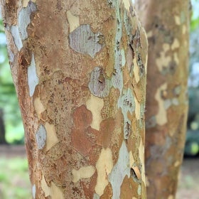 A close up of tree park that is peeling and showing three different colors. 
