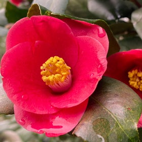 A close up of a flower with bright red petals and a yellow center. 