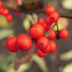 A close up of bright red winterberries growing on a bare branch. 