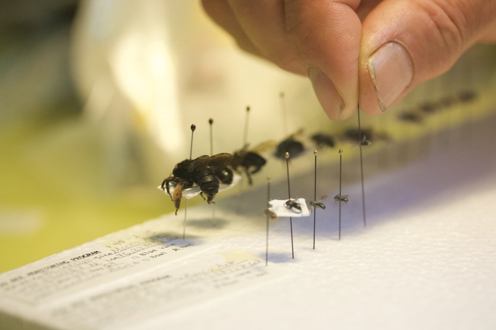 Pinning bees