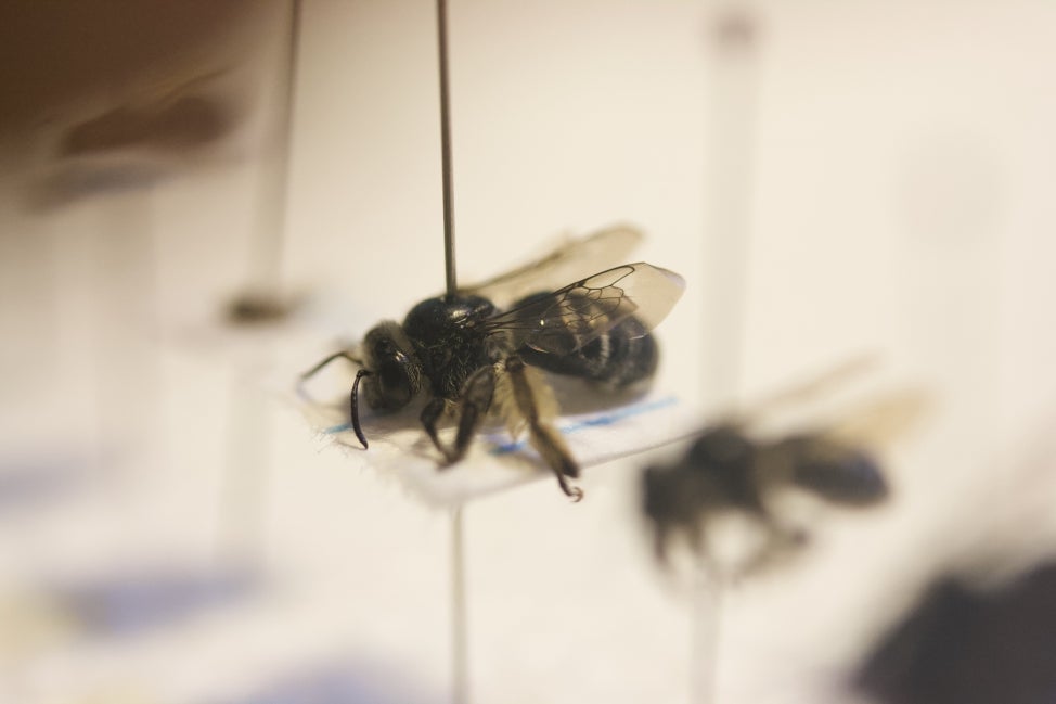 Long-horned bee (Melissodes denticulatus, female).