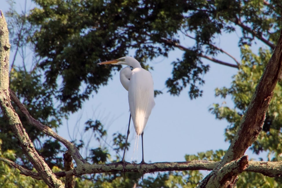 A great white egret stands on a tree branch. 