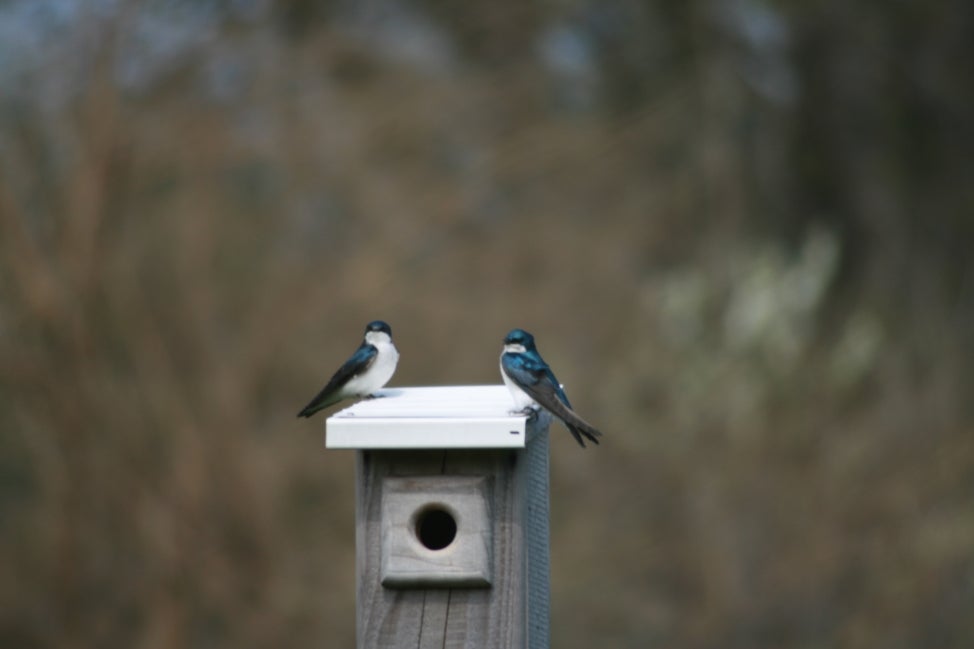Two male tree swallow with iridescent blue feathers sit atop a feeder.
