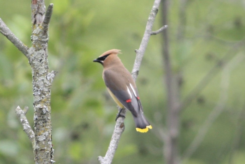 A cedar waxwing bird with black markings on the eye, red-tipped wings, and yellow-tipped tail.