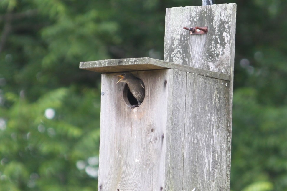 A European starling with it's beak open peers out from a nesting box. 