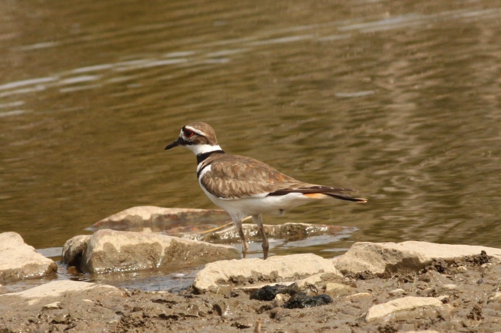 A killdeer stands on the shore of a body of water. 