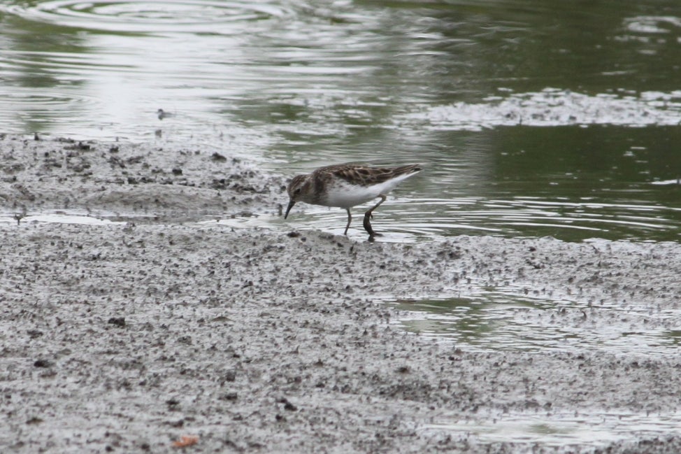 A least sandpiper grazes the shore.