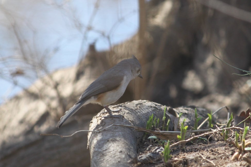 Tufted titmouse stands on a tree root. 