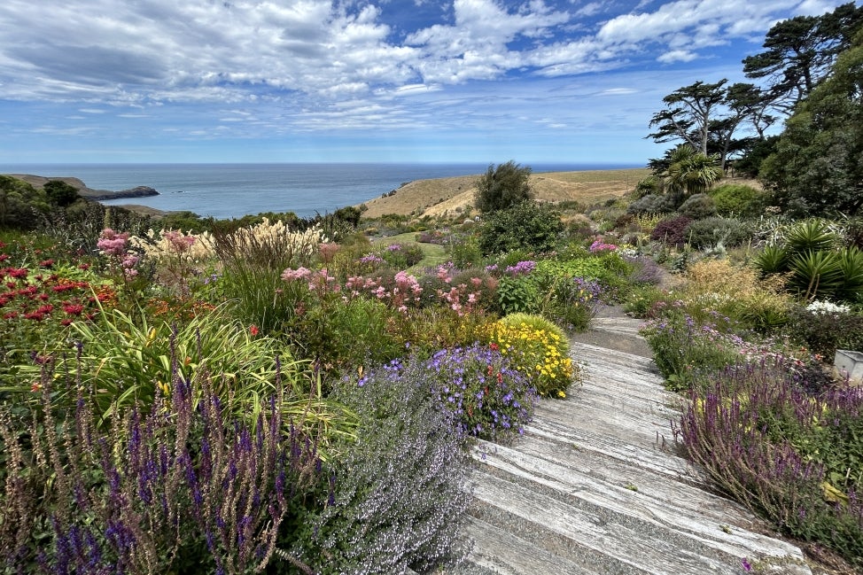 A boardwalk on the side of a hill filled with flowers in bloom, leading down to a body of water.