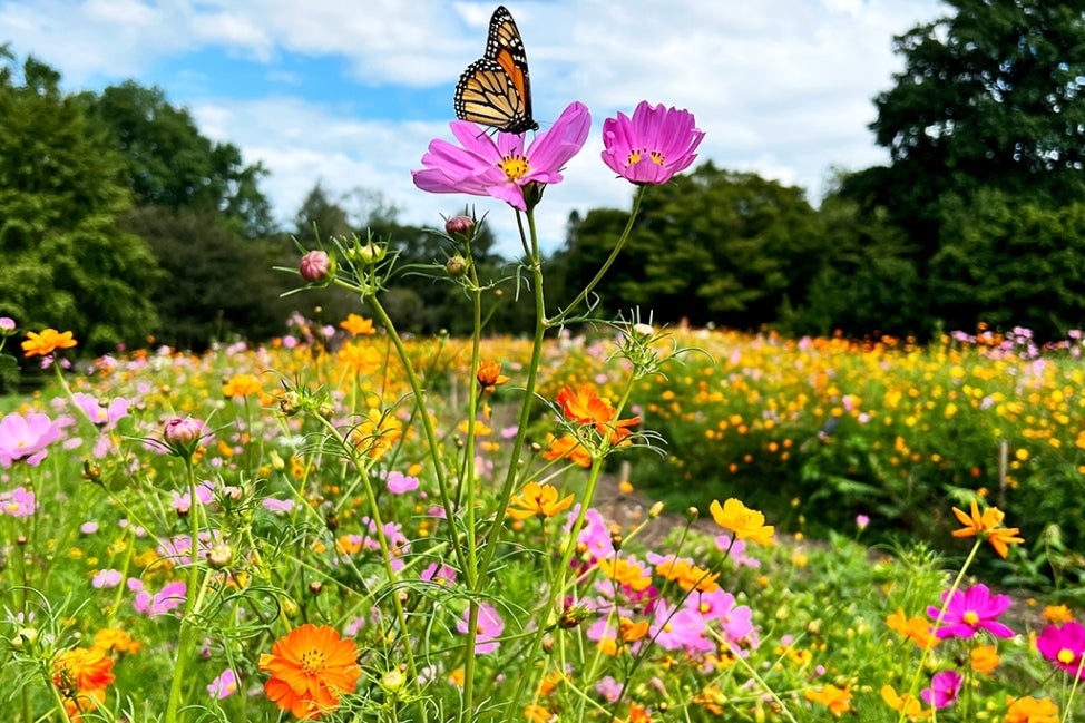 A field of colorful wildflowers with a monarch butterfly perched on a pink flower.