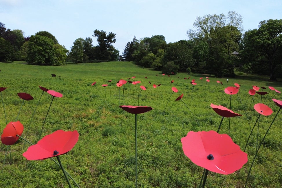 A green field covered in larger-that-life sculptures of red poppy flowers.