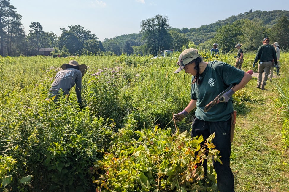 A group of people gardening in a meadow with large hills in the background. 